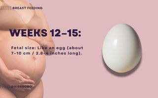 Essential Guide for Dads-to-Be: Key Insights for Weeks 12-15