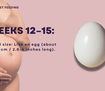 Essential Guide for Dads-to-Be: Key Insights for Weeks 12-15