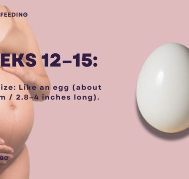 Essential Guide for Dads-to-Be: Key Insights for Weeks 12-15