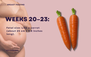 Essential Guide for Dads-to-Be | What to Know During Weeks 20-23