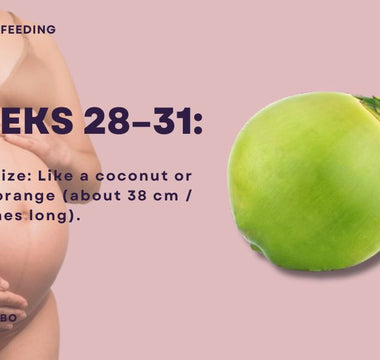 Essential Guide for Dads-to-Be | What to Know During Weeks 28-31