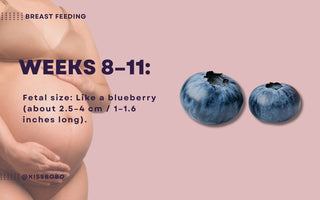 Essential Guide for Dads-to-Be | What You Need to Know During Weeks 8-11